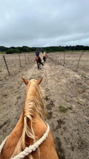 Hostal Tregualemu - 8