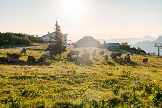 Almhaus Dachsteinblick am Feuerkogel - 4