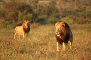 Grace of Africa, Luxury Safari Lodge near Kruger National Park - 6