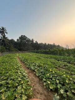 Majili farm stay - 6