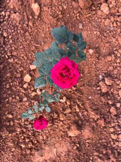 Majili farm stay - 8