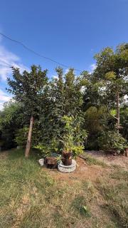 Modern Cabin pit fire bbq Nature 10 parking - 3