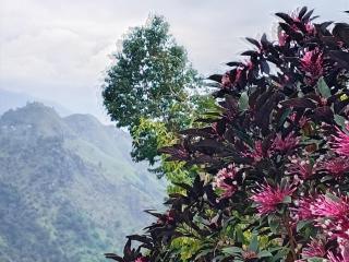 Ella View Homestay - 7