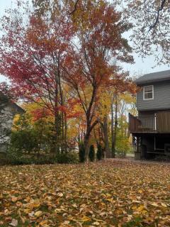 Bright and cozy cottage in the heart of Dartmouth - 5