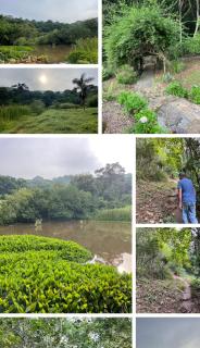 Sítio Paiquerê - 7