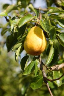 Apartman Šarabaća - 1