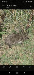 Бунгала Sunshine - 1