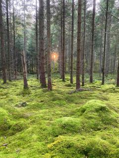 Historic House By Stream In Swedish Forest - 7
