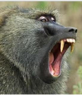 African Bushveld 129A Bachelor Room - 2