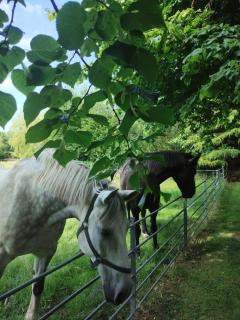 Charlesfort House - 4