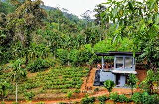 Rainforest cabin - 7