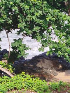 Côté Plage studio Kaya - 7