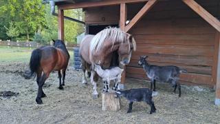 Domek Leśny bungalow - 7