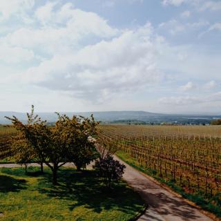 Weingut Freimuth - 3