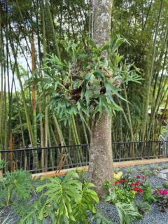 Hotel Casa Bambu - 1