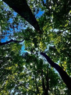 Artist Cabin -Book 2 nights get the 3rd on us! - 3