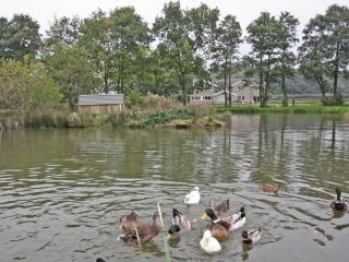 Springfield Court - Lakeview - 6