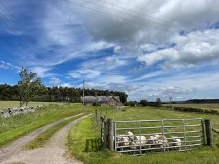 Birch Cottage - Uk38992 - 1