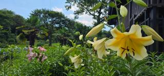 Gotjawal Geomunoreum Pension - 2