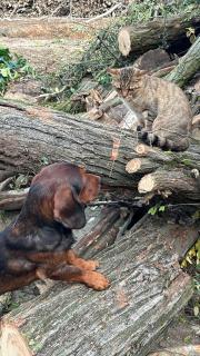 Agriturismo I Leprotti - 6