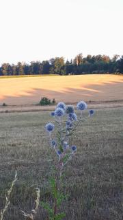 Ferienwohnung Matheaperle - 6