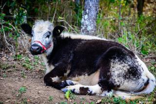 Little Soho Vintage Caravan Off Grid Stay - 7