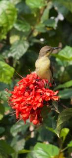 The Highvill Home Stay - 8