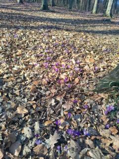 Forest Dream by Шляпа - 2