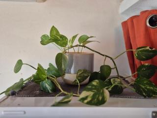 Studio in peaceful village of São Martinho das Amoreiras - 5