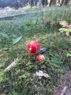 Haus Wolkenplatz Koralpe - 1