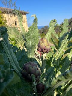 Eco Gîte avec vue sur mer - Chiatra - 6