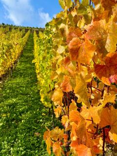 Fach1738 Dernau - Ahrtal - 8