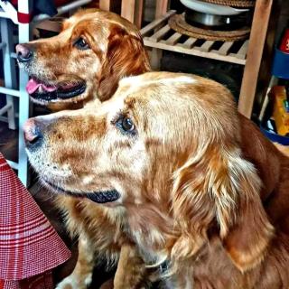 Guesthouse Silvani - 3