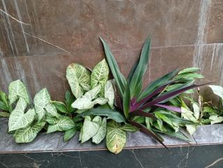 CASAS e KITNETS NOSSO CANTINHO - 4