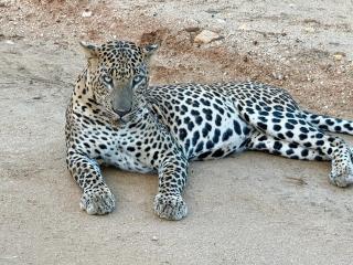 Wild trails -Yala - 7