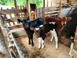 Chacara Pesque Pague Família - 3