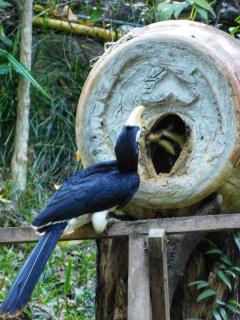 Swiss Bonihouse Koh Yao Yai - 2