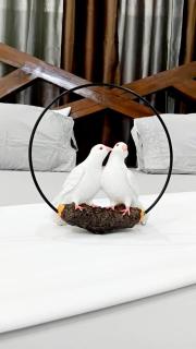 Jambo apartment nungwi - 9