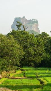 Sigiri Binara Villa - 8