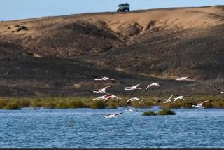 Ksar merzouga luxury camp - 8