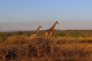 Kwenia Eco Lodge - 2