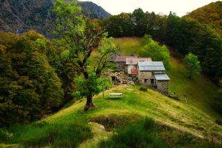 Stones and Pines - 7