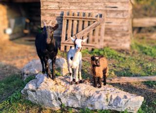 Saisonnée - Gîtes, Chambres et Table d'Hôtes - 7