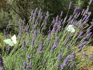 Ellera Suite two room- Historic Barn Retreat in Tuscany Olive Grove - 4