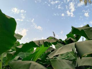 Nanis Guest House Nile View - 9