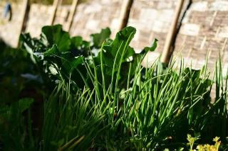 Bungbakha Homestay - 3