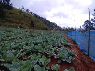 Lucknature Cabana Kandy - 2