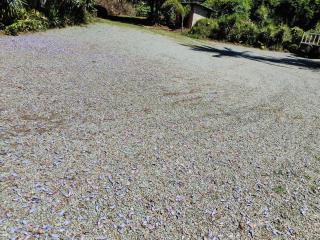 Garden of Eden Cottages and Guest House - 5