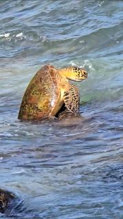 Orion Waves Hotel & Restaurant - 4