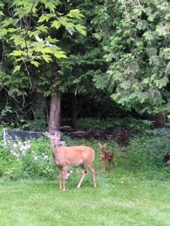 Forest View Secluded Serene - 1